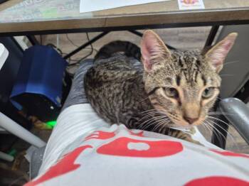Mackerel -  Domestic Short Hair Cat for Adoption in Rome, Georgia - Mackerel | PetCurious