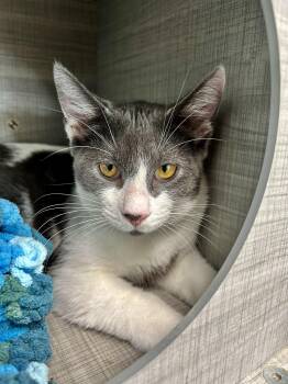 Nico and Murray (bonded) -  Domestic Short Hair Cat for Adoption in Grand Rapids, Michigan - Nico And Murray (bonded) | PetCurious
