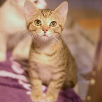 Wisteria -  Domestic Short Hair Cat for Adoption in Belleville, Illinois - Wisteria | PetCurious