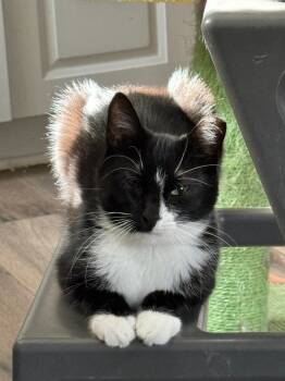 Rescue Domestic Short Hair Cats for Adoption in Lake Ronkonkoma, New York - Shelby | PetCurious