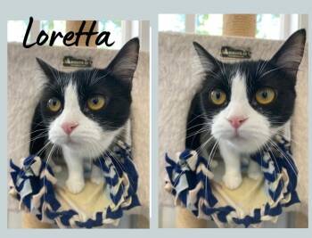 Rescue Domestic Short Hair Cats for Adoption in Pierceton, Indiana - Loretta Lynn-SR3 | PetCurious