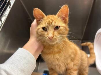 Rescue Domestic Short Hair Cats for Adoption in Fort Wayne, Indiana - DOODLEBUG | PetCurious