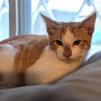 Rescue Domestic Short Hair Cats for Adoption in West Orange, New Jersey - Kingston | PetCurious