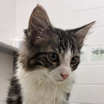 Reuben -  Domestic Medium Hair Cat for Adoption in Corpus Christi, Texas - Reuben | PetCurious