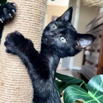 Brinley -  Domestic Short Hair Cat for Adoption in Houston, Texas - Brinley | PetCurious
