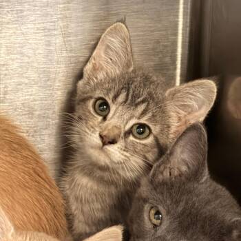 Salsa -  Domestic Short Hair Cat for Adoption in New York, New York - Salsa | PetCurious
