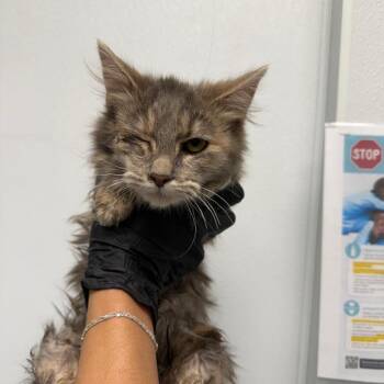 Domestic Long Hair Cats Available for Adoption - Tippy | PetCurious