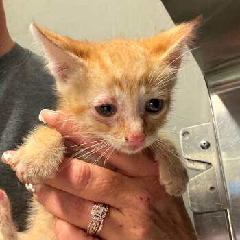 Rocky Road -  Domestic Short Hair Cat for Adoption in Lake Jackson, Texas - Rocky Road | PetCurious