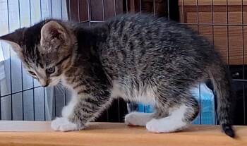 2026-56 Taco - in foster -  Domestic Short Hair Cat for Adoption in Windsor, Connecticut - 2026-56 Taco - In Foster | PetCurious