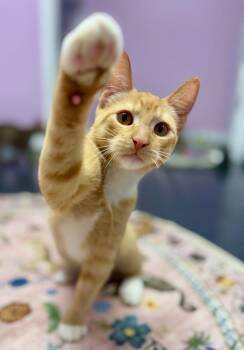 Langdon -  Domestic Short Hair Cat for Adoption in Covington, Louisiana - Langdon | PetCurious