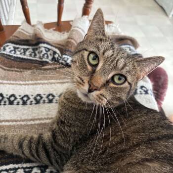 Beans -  Domestic Short Hair Cat for Adoption in Queenstown, Maryland - Beans | PetCurious