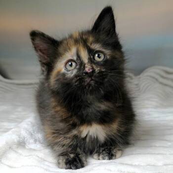 Genoa (dk pink collar) -  Domestic Short Hair Cat for Adoption in Michigan City, Indiana - Genoa (dk Pink Collar) | PetCurious