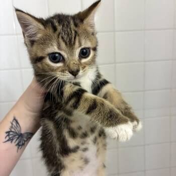Neighborly Moose 31 -  Domestic Short Hair Cat for Adoption in Austin, Texas - Neighborly Moose 31 | PetCurious