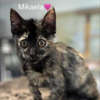 Domestic Short Hair Cats Available for Adoption - Mikaela | PetCurious