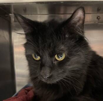 Merlyn -  Domestic Long Hair Cat for Adoption in Golden, Colorado - Merlyn | PetCurious