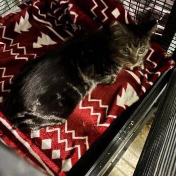 Domestic Short Hair Cats Available for Adoption - Sofia | PetCurious