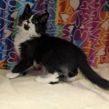 Domestic Medium Hair Cats Available for Adoption - Olive | PetCurious