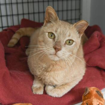 Domestic Short Hair Cats Available for Adoption in Trenton, New Jersey - Butterball | PetCurious
