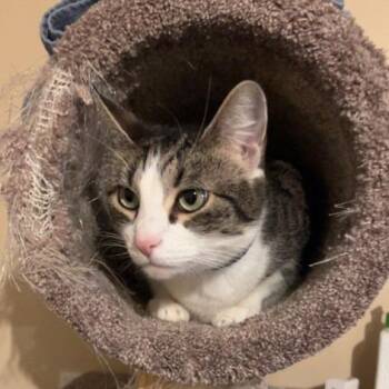 Cha Cha -  Domestic Short Hair Cat for Adoption in Newark, New Jersey - Cha Cha | PetCurious
