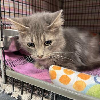 Willow -  Domestic Long Hair Cat for Adoption in Milford, Iowa - Willow | PetCurious