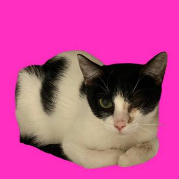 Sushi -  Domestic Short Hair Cat for Adoption in Blue Ridge, Georgia - Sushi | PetCurious
