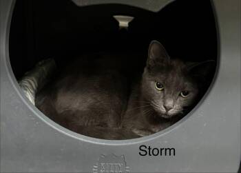 Domestic Short Hair Cats Available for Adoption - Storm | PetCurious