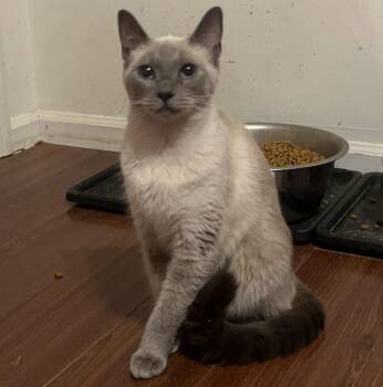 Rescue Siamese Cats for Adoption in Columbia, South Carolina - Lucy | PetCurious