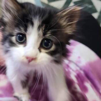 Domestic Medium Hair Cats Available for Adoption - Reeses | PetCurious