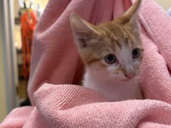 BRETT -  Domestic Short Hair Cat for Adoption in Tustin, California - BRETT | PetCurious