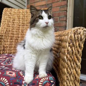 Stella -  Domestic Long Hair Cat for Adoption in Pleasant Valley, New York - Stella | PetCurious
