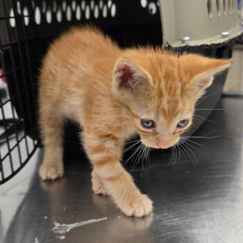 Ron Weasley -  Domestic Short Hair Cat for Adoption in Chattanooga, Tennessee - Ron Weasley | PetCurious