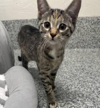 Flame (ID 53567) -  Domestic Short Hair Cat for Adoption in Manassas, Virginia - Flame (ID 53567) | PetCurious