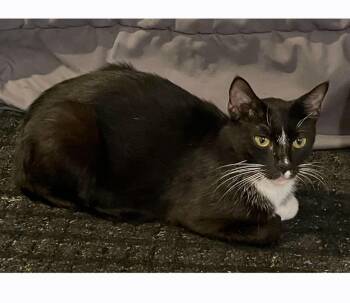 Penelope -  Domestic Short Hair Cat for Adoption in White Marsh, Maryland - Penelope | PetCurious