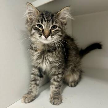 Ducky -  Domestic Short Hair Cat for Adoption in Saint Joseph, Missouri - Ducky | PetCurious