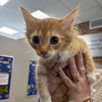 Kool-Aid Man -  Domestic Short Hair Cat for Adoption in Allentown, Pennsylvania - Kool-Aid Man | PetCurious