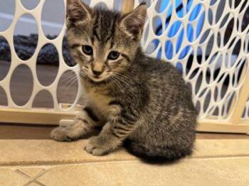 Domestic Short Hair Cats Available for Adoption in West Chester, Pennsylvania - WAYLON | PetCurious