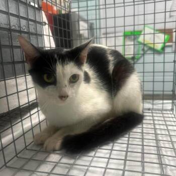 BAC-Stray-142369_2_3_4 -  Domestic Short Hair Cat for Adoption in Beaumont, Texas - BAC-Stray-142369_2_3_4 | PetCurious
