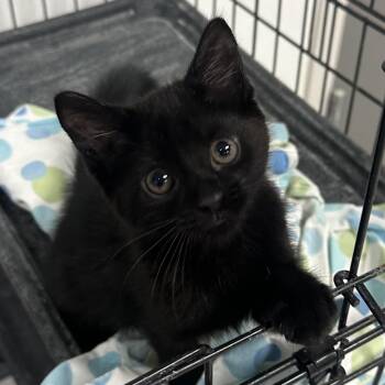 Domestic Short Hair Cats Available for Adoption in Youngstown, Ohio - Pepper | PetCurious