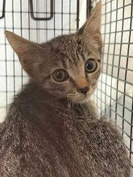 A2478681 -  Domestic Short Hair Cat for Adoption in Fort Lauderdale, Florida - A2478681 | PetCurious
