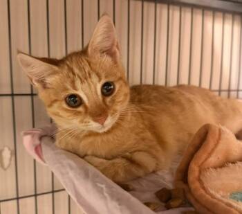 Maple -  Domestic Short Hair Cat for Adoption in Blountville, Tennessee - Maple | PetCurious