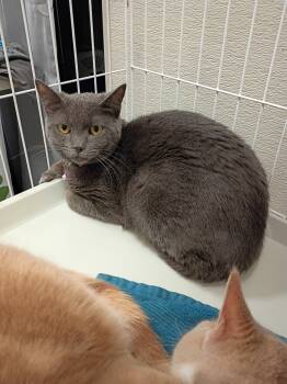 Rescue Domestic Short Hair Cats for Adoption in Liberty, New York - Tabasco | PetCurious