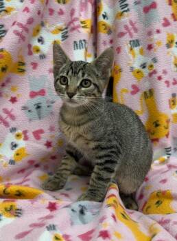 Coyote -  Domestic Short Hair Cat for Adoption in Newberg, Oregon - Coyote | PetCurious