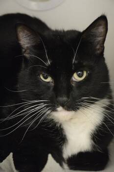 Rescue Domestic Short Hair Cats for Adoption in Kent, Washington - SIGMUND | PetCurious