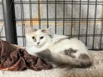 Domestic Long Hair and Domestic Short Hair Cats Available for Adoption - Sushi | PetCurious