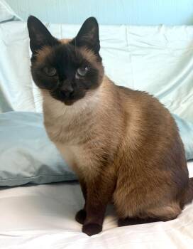 Oliver -  Siamese Cat for Adoption in Manitou Springs, Colorado - Oliver | PetCurious