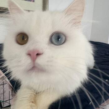 Moe -2 different eye color, very handsome boy -  Turkish Angora and Maine Coon Cat for Adoption in Brampton, Ontario - Moe -2 Different Eye Color, Very Handsome Boy | PetCurious