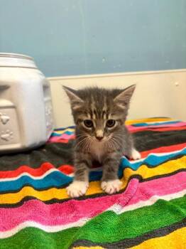 Domestic Medium Hair Cats Available for Adoption - Mitzy | PetCurious