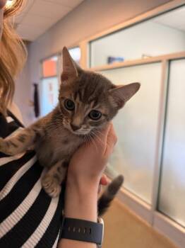 Michael -  Domestic Short Hair Cat for Adoption in Hyde Park, New York - Michael | PetCurious