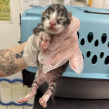 Bear -  Domestic Medium Hair Cat for Adoption in Charleston, West Virginia - Bear | PetCurious