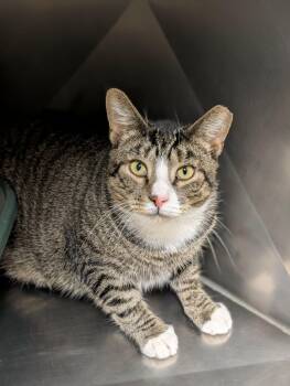 Marlo -  Domestic Short Hair Cat for Adoption in Chambersburg, Pennsylvania - Marlo | PetCurious